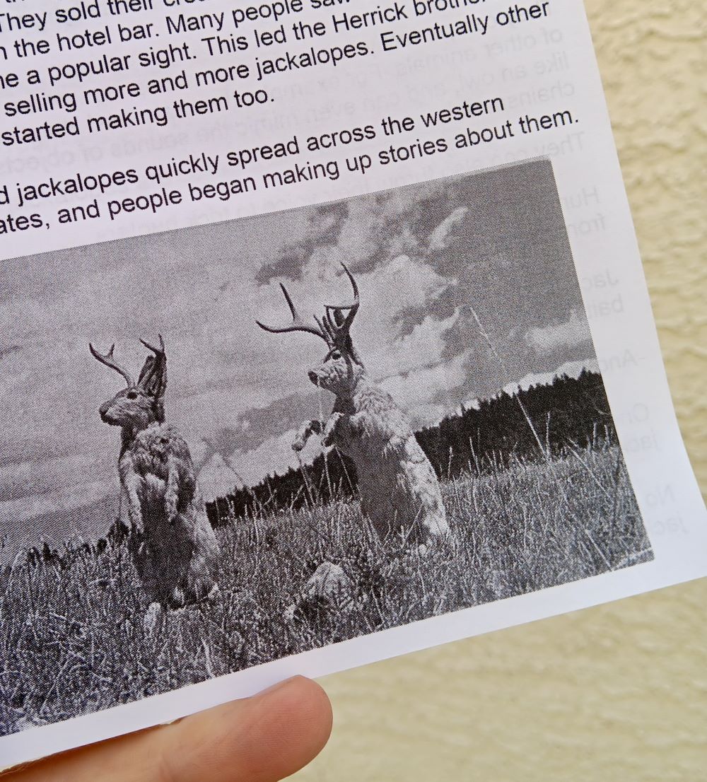 Jackalopes