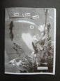 Fish I Have Loved #2