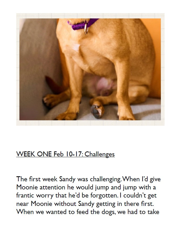 Fostering Sandy