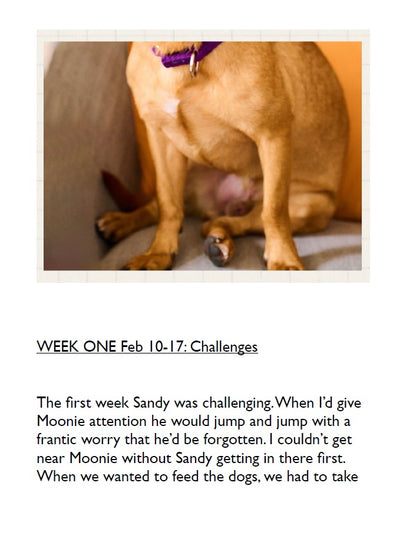 Fostering Sandy